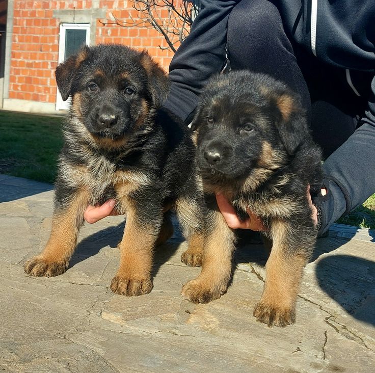 german shepherd puppies