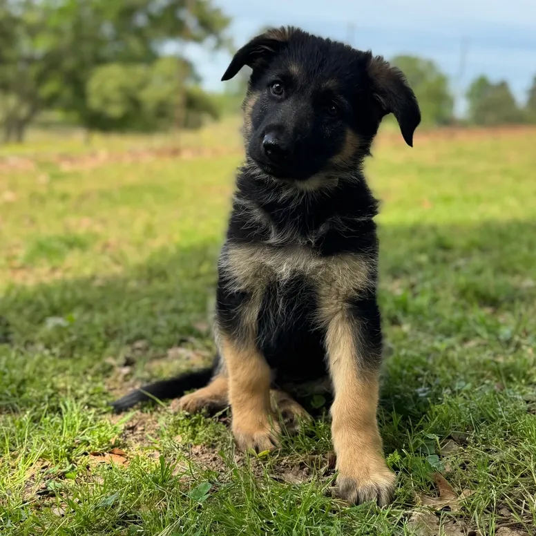 bear