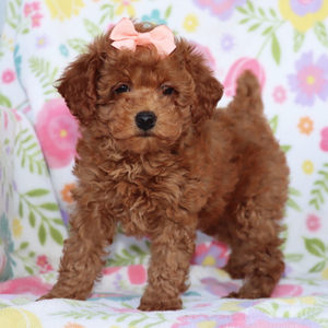 rosie